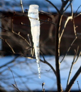 30th Jan 2022 - Icicle