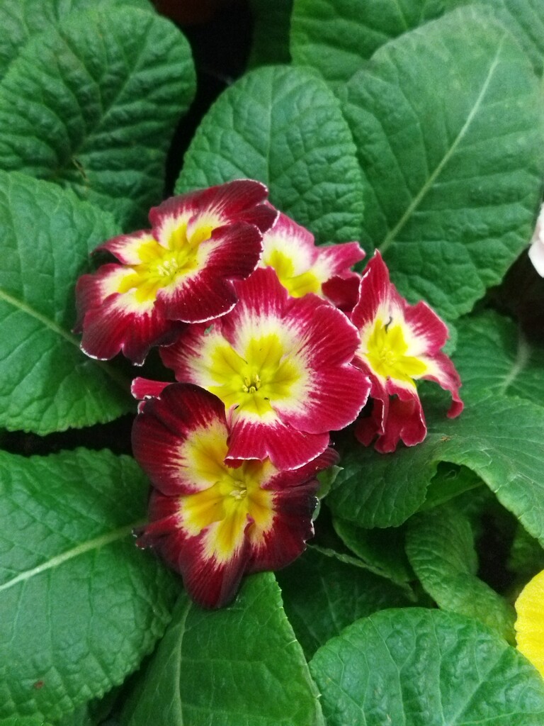 Цветы.  by nyngamynga