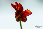 30th Jan 2022 - Withered tulip