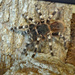 Tarantula by larrysphotos