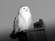 30th Jan 2022 - snowy owl
