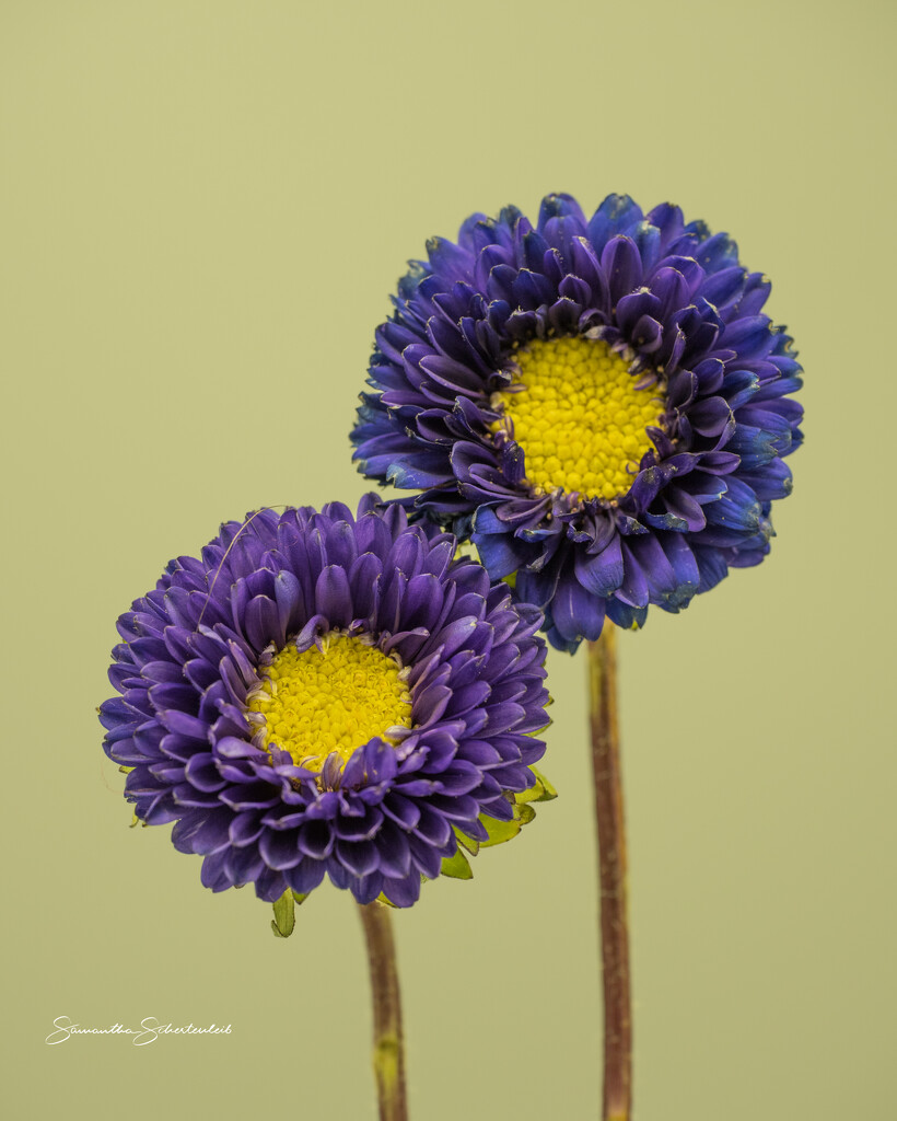 Purple pair by sschertenleib