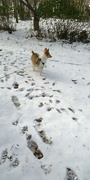 31st Jan 2022 - Strutting in the snow...