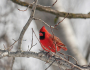 30th Jan 2022 - Male Northern Cardinal