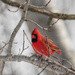 Male Northern Cardinal by ljmanning