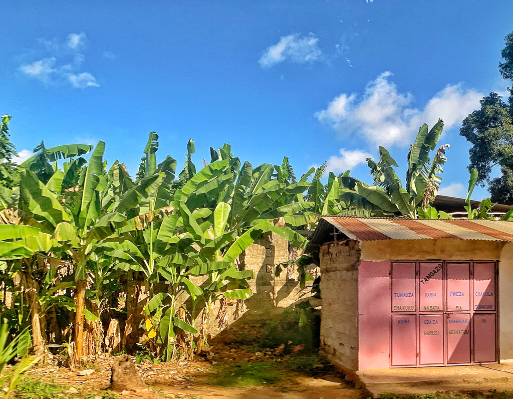 Banana trees and pink house.  by cocobella