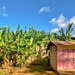 Banana trees and pink house.  by cocobella
