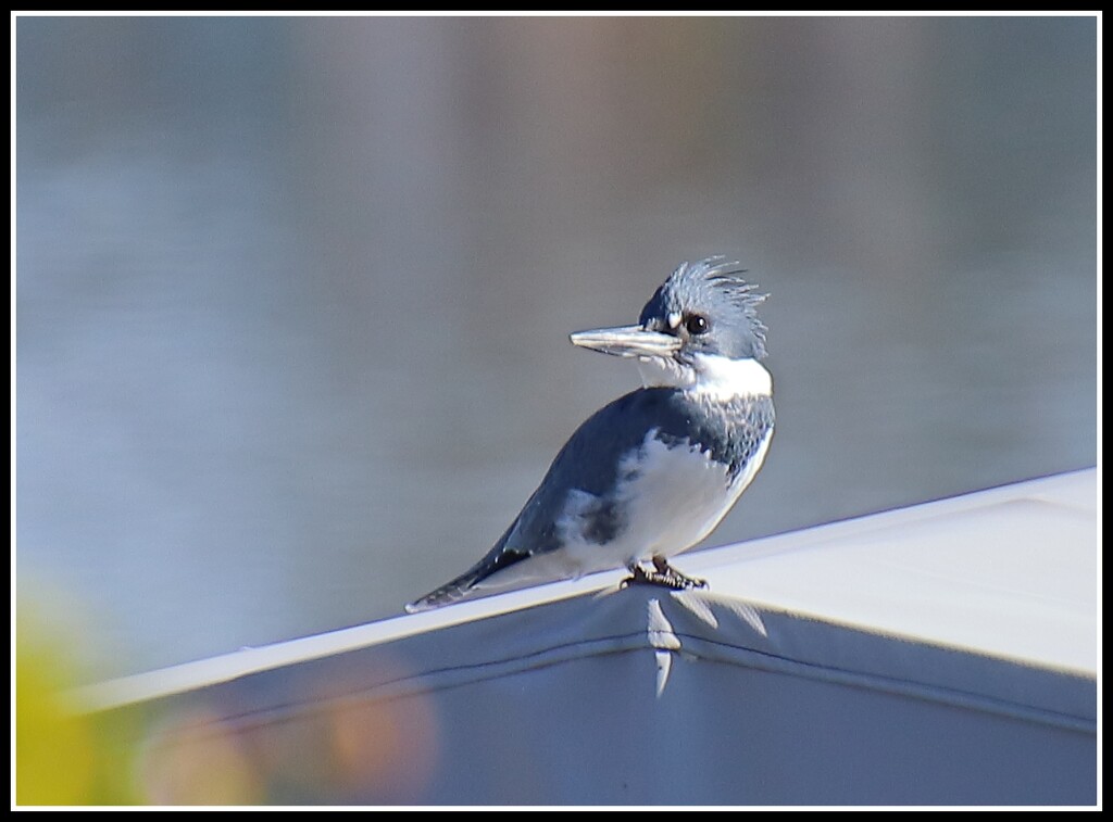 A Male Belted Kingfisher by markandlinda