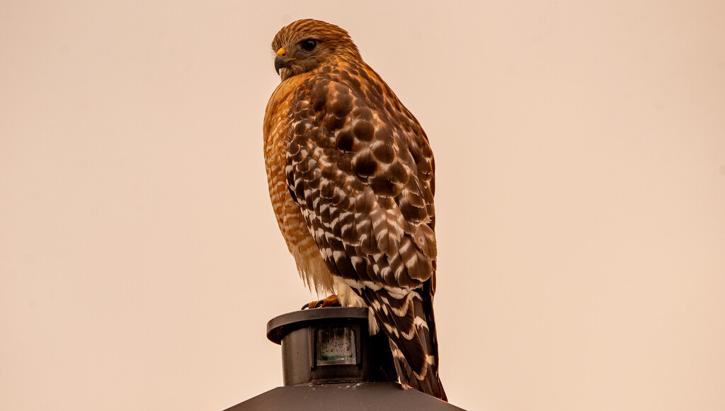 Lamp Post Hawk! by rickster549