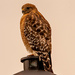Lamp Post Hawk! by rickster549