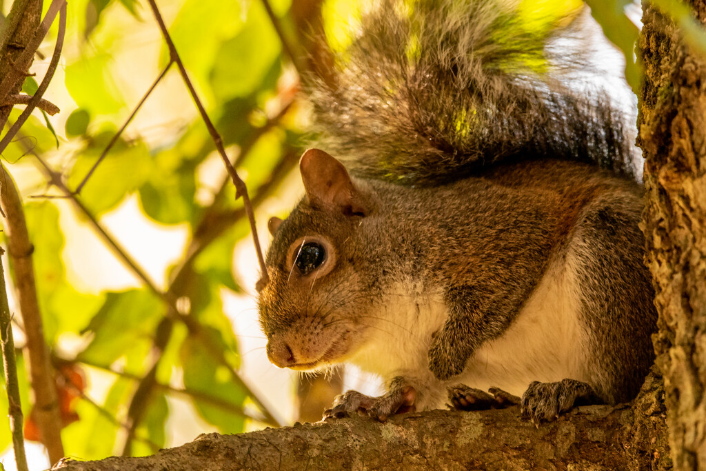 The Squirrel, Sounding Off! by rickster549