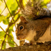 The Squirrel, Sounding Off! by rickster549