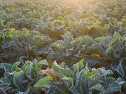 31st Jan 2022 - Cauliflower sunrise