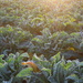 Cauliflower sunrise by etienne