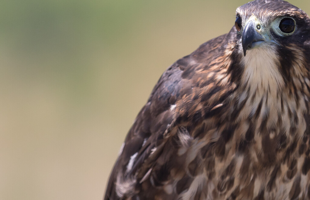 Falcon keeping a watchful eye! by creative_shots