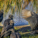 Black Vulture Committee by kvphoto