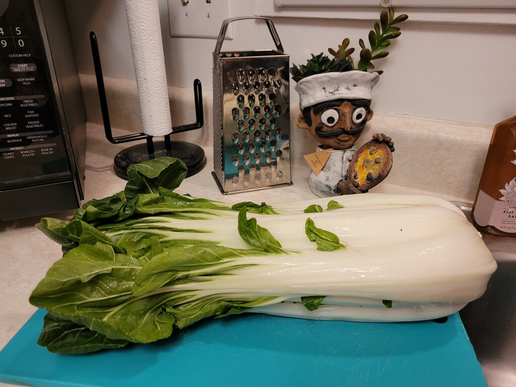 Bok choy trials by scoobylou