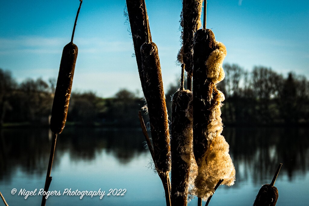 Bullrushes by nigelrogers