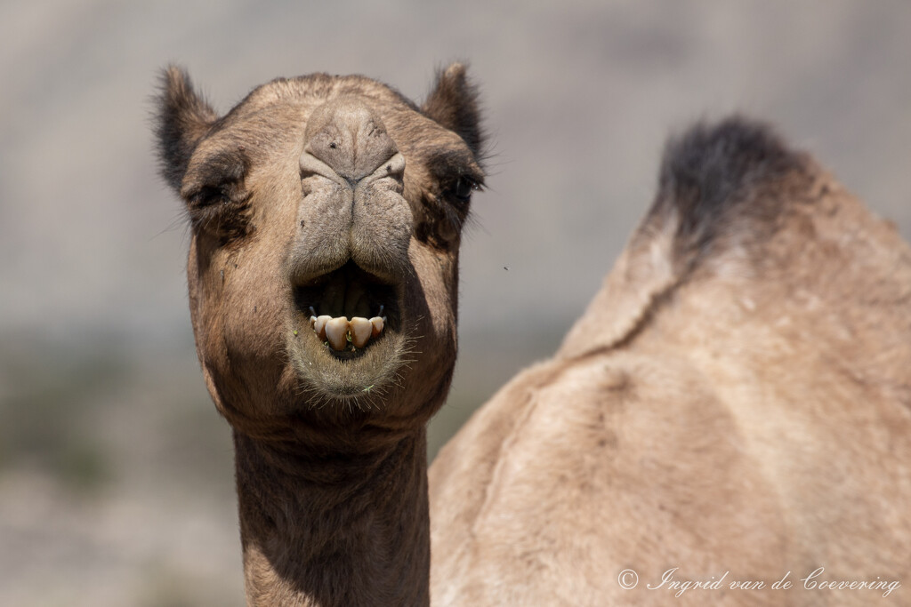 Camel by ingrid01