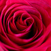A Rose by any other Name by happman