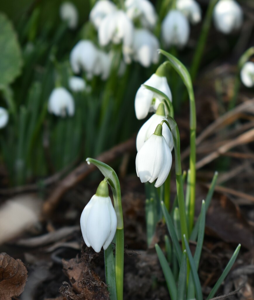 The snowdrops have emerged! by anitaw