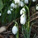 The snowdrops have emerged! by anitaw