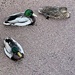 Stuck Ducks? by bill_gk