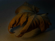 31st Jan 2022 - Dry leaf