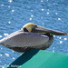 Sunning Pelican by falcon11