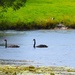  Four Beautiful Swans ~   No.1  by happysnaps
