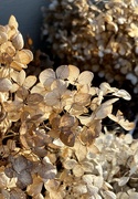 31st Jan 2022 - Dried Viburnum Blooms