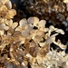 Dried Viburnum Blooms by calm