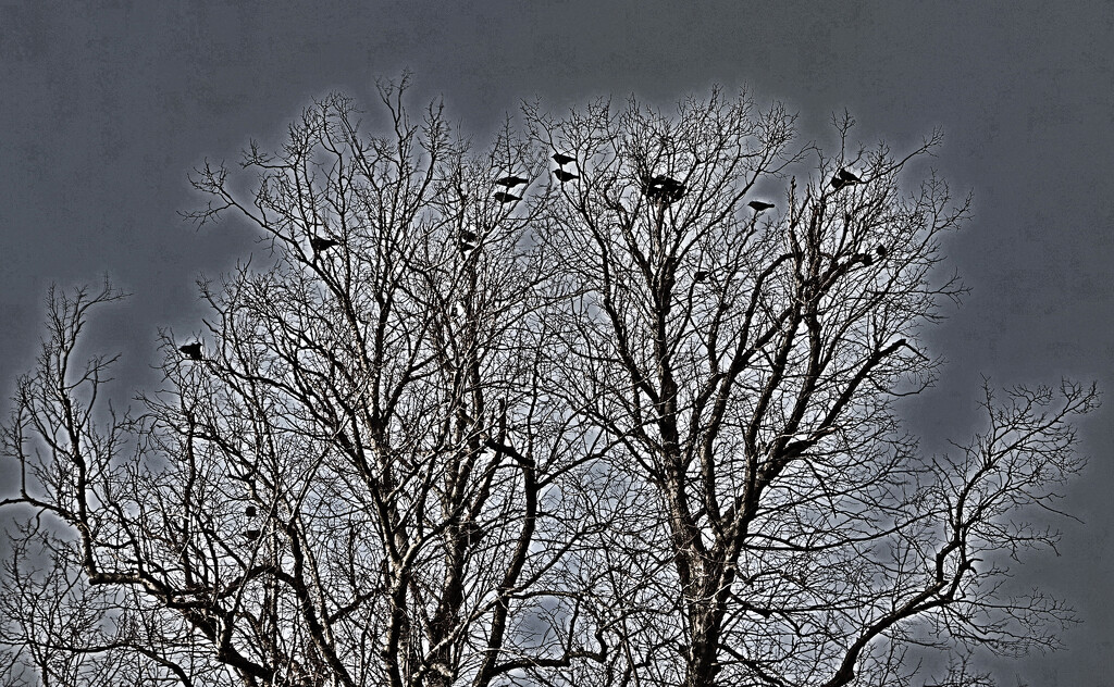 The birds wait. by nodrognai