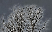 31st Jan 2022 - The birds wait.