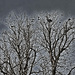 The birds wait. by nodrognai