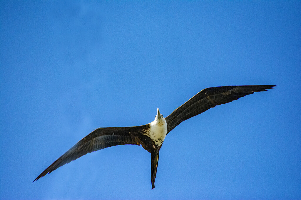 Magnificent Frigatebird by cwbill