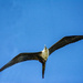 Magnificent Frigatebird by cwbill
