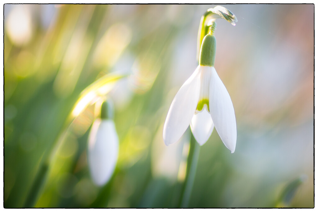 Snowdrops by cdcook48