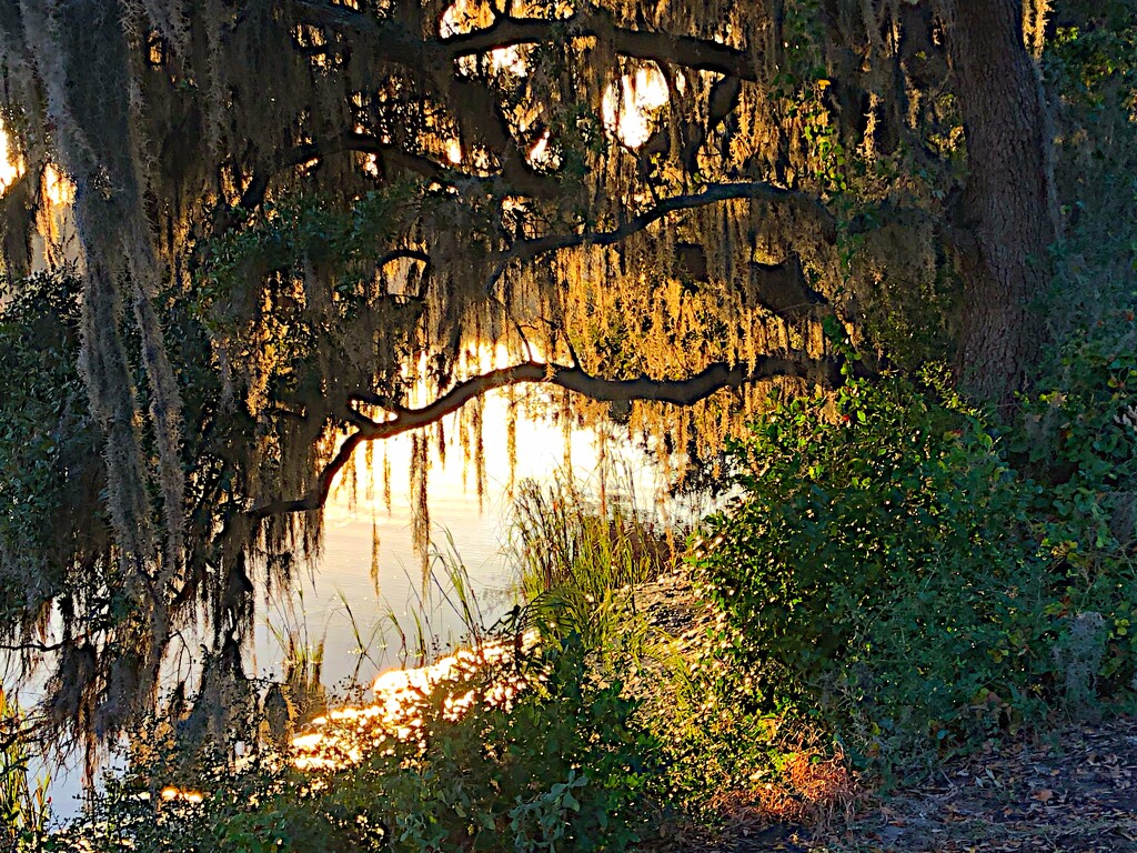 Late afternoon sun through moss along the tidal creek by congaree