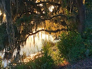 31st Jan 2022 - Late afternoon sun through moss along the tidal creek