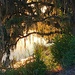 Late afternoon sun through moss along the tidal creek by congaree