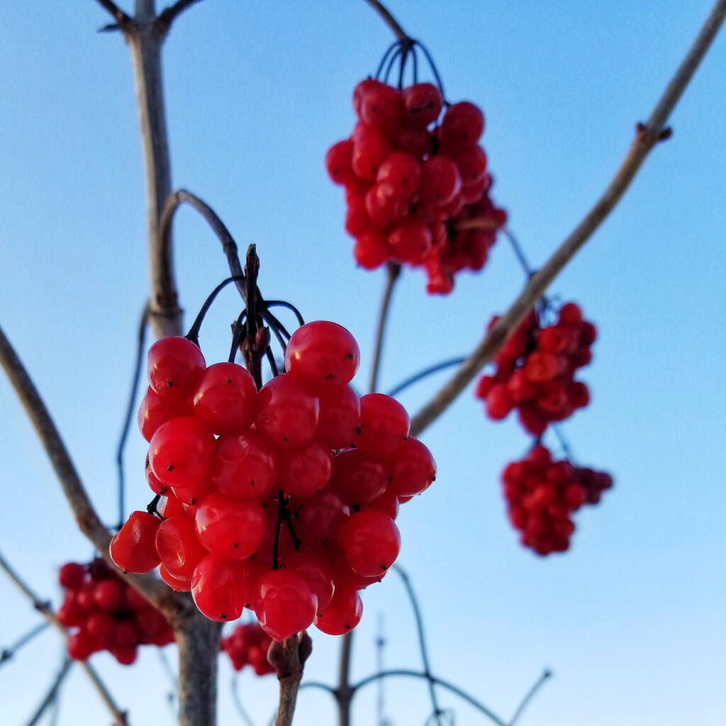 Winter berries by ljmanning