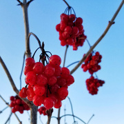 31st Jan 2022 - Winter berries