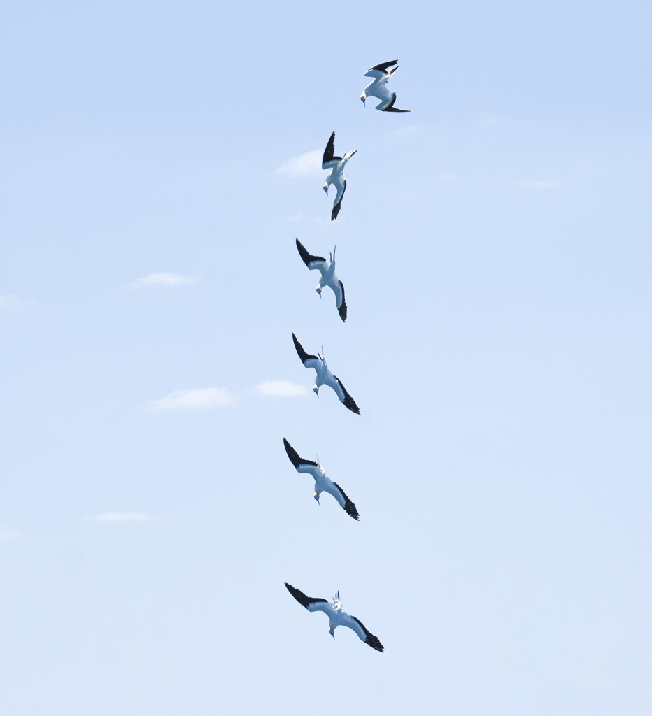 Gannet dive by dkbarnett