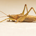 Grasshopper by dkbarnett