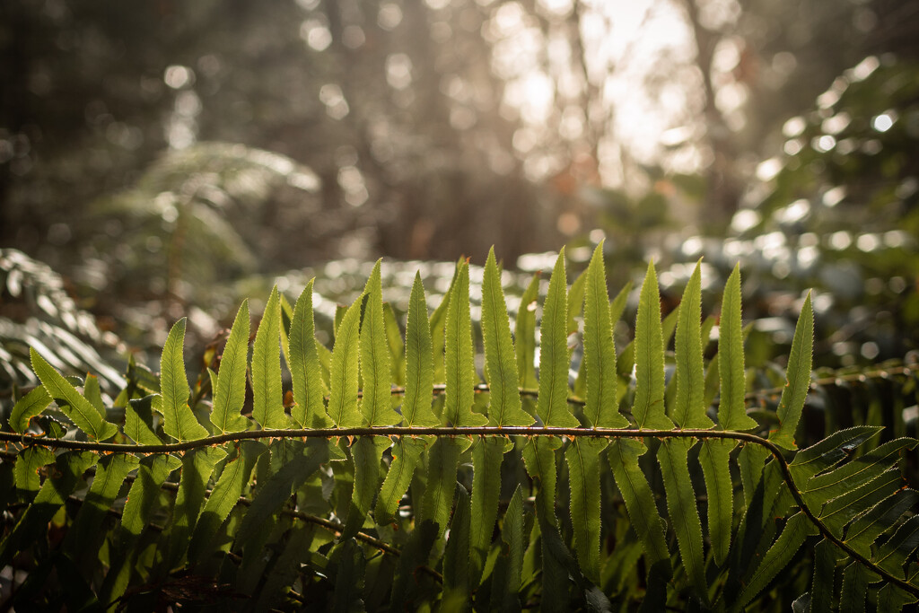 Ferns in Nice Light by tina_mac