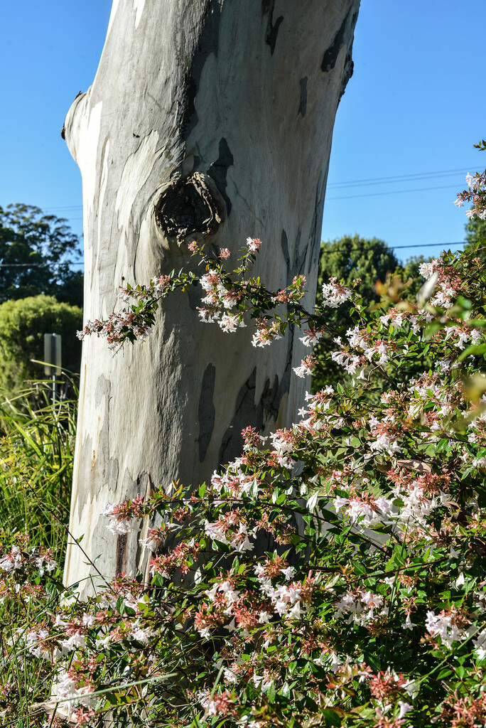 Eucalypt trunk and flowering bush. by jeneurell