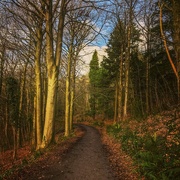 28th Dec 2021 - Woodland path