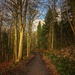 Woodland path by cam365pix
