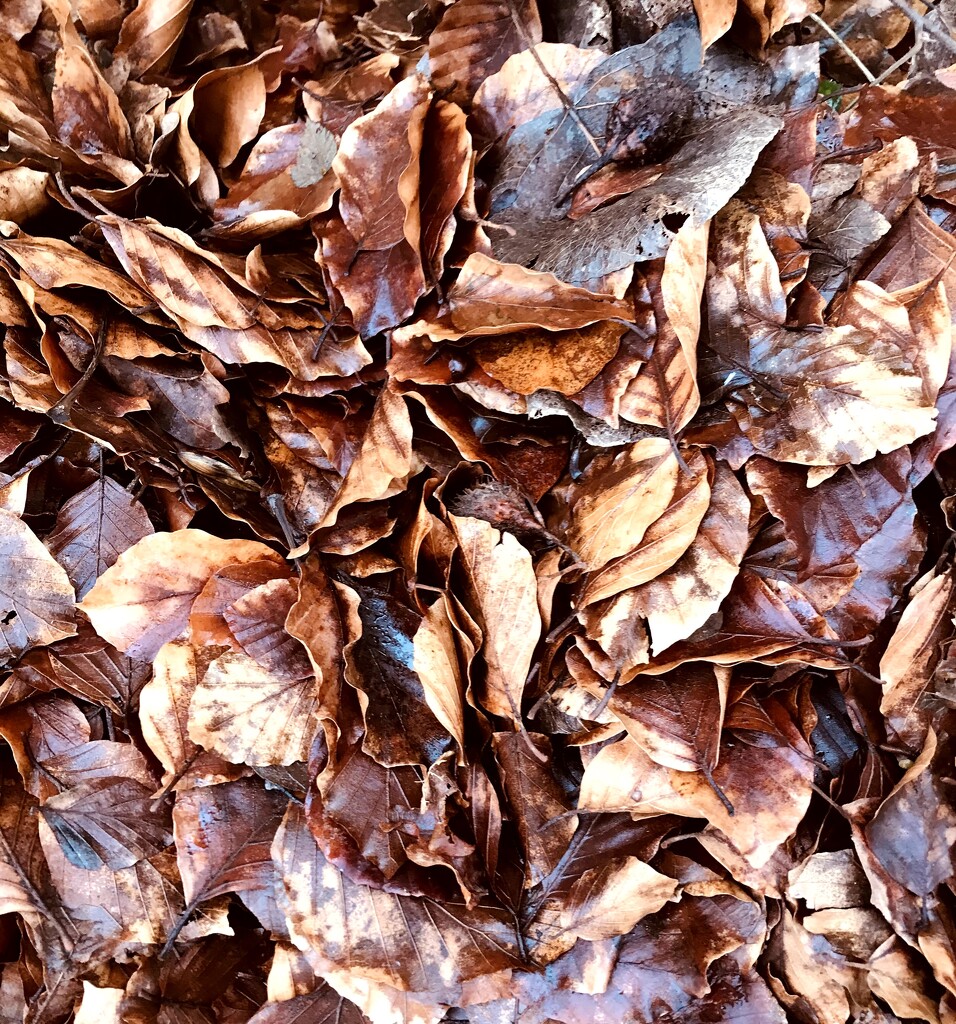 leaves on the ground by cam365pix
